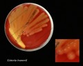 Listeria ivanovii beta-hemolysis